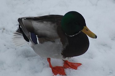 kaczorek #kaczor #ptak