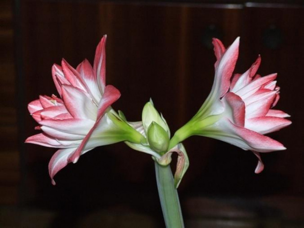 odmiana 'Blossom Peacock' - 8 stycznia 2010 #amarylis #BlossomPeacock #Hippeastrum #hydroponika