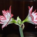 odmiana 'Blossom Peacock' - 8 stycznia 2010 #amarylis #BlossomPeacock #Hippeastrum #hydroponika