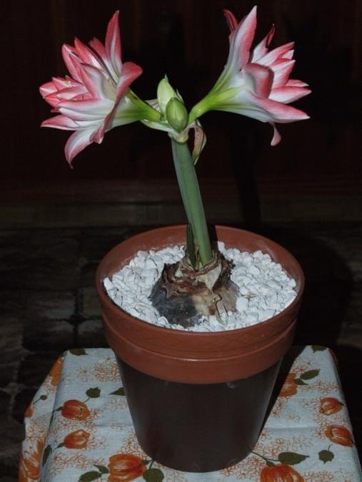 odmiana 'Blossom Peacock' - 8 stycznia 2010 #amarylis #BlossomPeacock #Hippeastrum #hydroponika