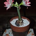 odmiana 'Blossom Peacock' - 8 stycznia 2010 #amarylis #BlossomPeacock #Hippeastrum #hydroponika