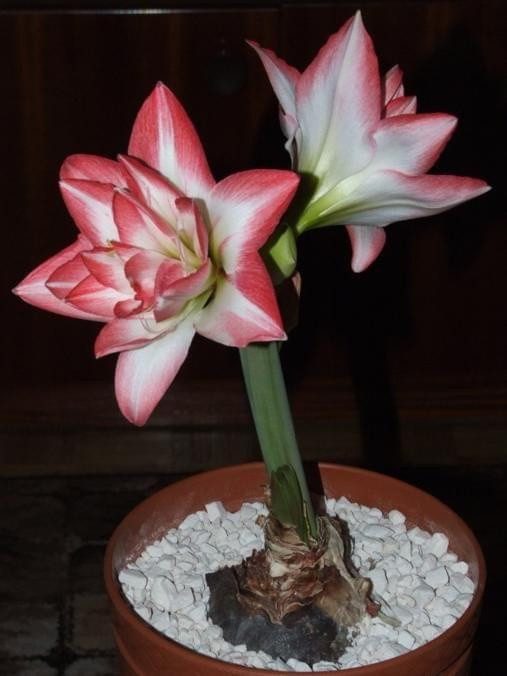 odmiana 'Blossom Peacock' - 8 stycznia 2010 #amarylis #BlossomPeacock #Hippeastrum #hydroponika