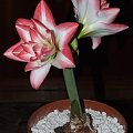 odmiana 'Blossom Peacock' - 8 stycznia 2010 #amarylis #BlossomPeacock #Hippeastrum #hydroponika