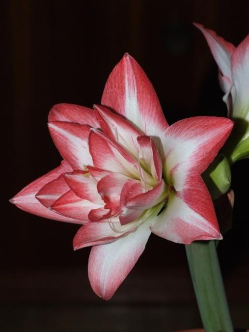 odmiana 'Blossom Peacock' - 8 stycznia 2010 #amarylis #BlossomPeacock #Hippeastrum #hydroponika