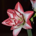 odmiana 'Blossom Peacock' - 8 stycznia 2010 #amarylis #BlossomPeacock #Hippeastrum #hydroponika