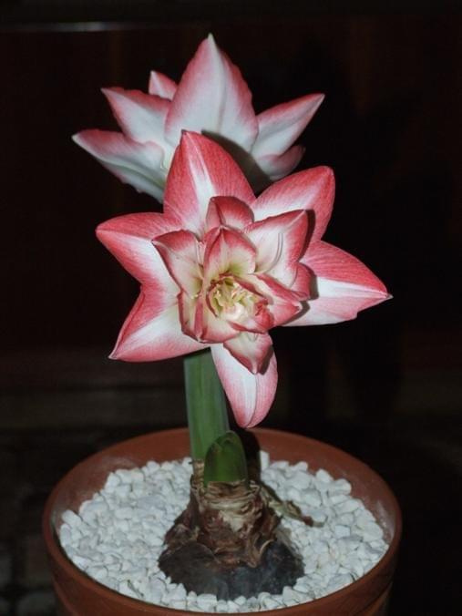 odmiana 'Blossom Peacock' - 8 stycznia 2010 #amarylis #BlossomPeacock #Hippeastrum #hydroponika