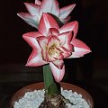 odmiana 'Blossom Peacock' - 8 stycznia 2010 #amarylis #BlossomPeacock #Hippeastrum #hydroponika