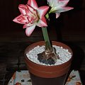 odmiana 'Blossom Peacock' - 8 stycznia 2010 #amarylis #BlossomPeacock #Hippeastrum #hydroponika