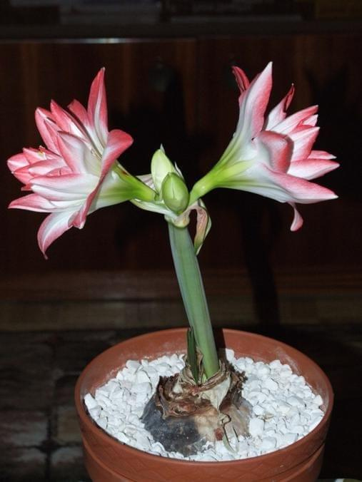 odmiana 'Blossom Peacock' - 8 stycznia 2010 #amarylis #BlossomPeacock #Hippeastrum #hydroponika