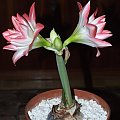 odmiana 'Blossom Peacock' - 8 stycznia 2010 #amarylis #BlossomPeacock #Hippeastrum #hydroponika