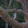 Kookaburra