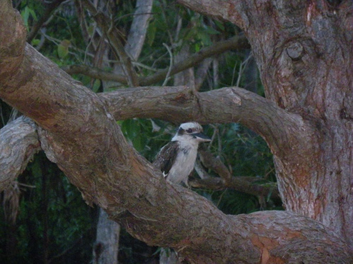 Kookaburra