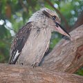 Kookaburra odwiedzala mnei codziennie