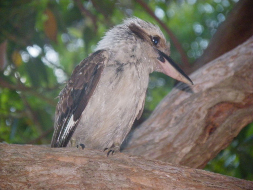 Kookaburra odwiedzala mnei codziennie