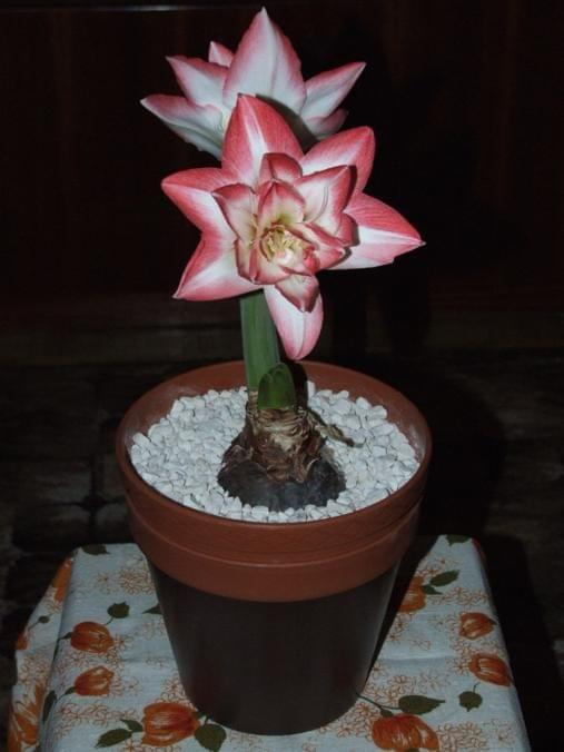 odmiana 'Blossom Peacock' - 8 stycznia 2010 #amarylis #BlossomPeacock #Hippeastrum #hydroponika