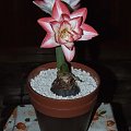 odmiana 'Blossom Peacock' - 8 stycznia 2010 #amarylis #BlossomPeacock #Hippeastrum #hydroponika