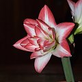 odmiana 'Blossom Peacock' - 8 stycznia 2010 #amarylis #BlossomPeacock #Hippeastrum #hydroponika