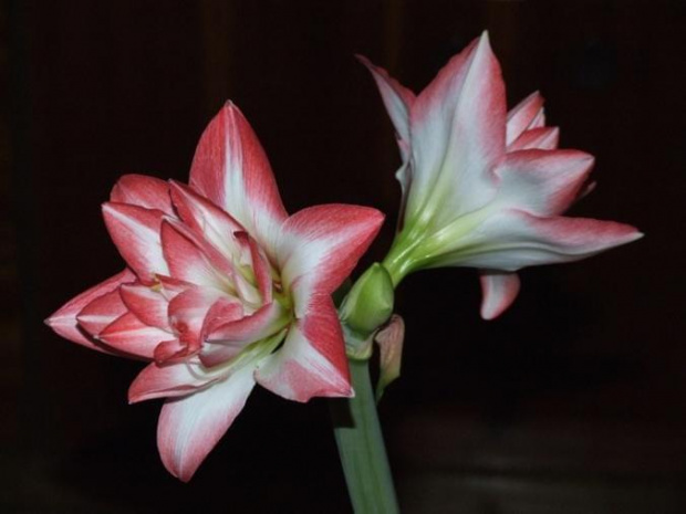 odmiana 'Blossom Peacock' - 8 stycznia 2010 #amarylis #BlossomPeacock #Hippeastrum #hydroponika