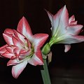 odmiana 'Blossom Peacock' - 8 stycznia 2010 #amarylis #BlossomPeacock #Hippeastrum #hydroponika