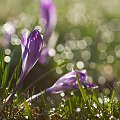 W blasku porannego słońca... #natura #flora #kwiat #krokus #wiosna #arietiss