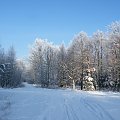 #las #śnieg #zima