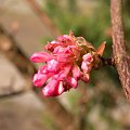 Viburnum x bodnantense 'Dawn'