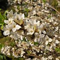 Daphne mezereum 'Alba'