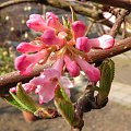 Viburnum x bodnantense 'Dawn'