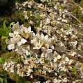 Daphne mezereum 'Alba'