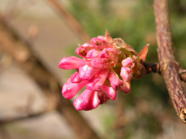 Viburnum x bodnantense 'Dawn'