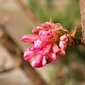 Viburnum x bodnantense 'Dawn'