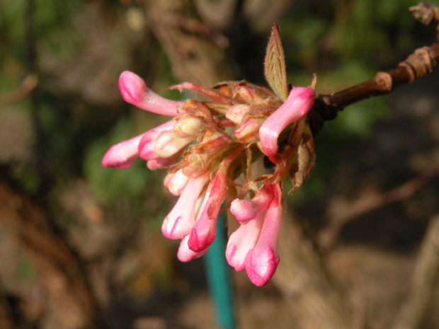 Viburnum x bodnantense 'Dawn'