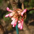 Viburnum x bodnantense 'Dawn'