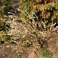 Daphne mezereum 'Alba'