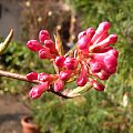 Viburnum x bodnantense 'Dawn'