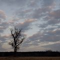 #krajobraz #drzewo #niebo