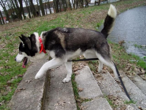 husky do adopcji #Husky