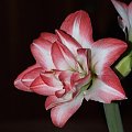 odmiana 'Blossom Peacock' - 11 stycznia 2010 #amarylis #BlossomPeacock #Hippeastrum #hydroponika