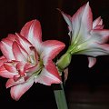 odmiana 'Blossom Peacock' - 11 stycznia 2010 #amarylis #BlossomPeacock #Hippeastrum #hydroponika