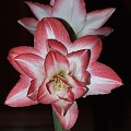 odmiana 'Blossom Peacock' - 11 stycznia 2010 #amarylis #BlossomPeacock #Hippeastrum #hydroponika