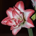 odmiana 'Blossom Peacock' - 11 stycznia 2010 #amarylis #BlossomPeacock #Hippeastrum #hydroponika