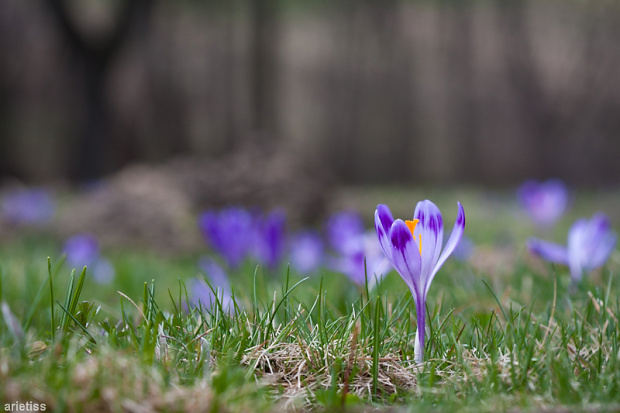 Na skraju lasu... #natura #kwiat #arietiss