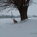 Juek, Corsa. Chodźcie tu do mnie posieddzieć. Tu nie ma śniegu