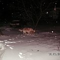 To było jeszcze wczoraj po wieczornym spacerze