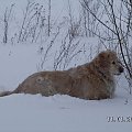 Śnieg z góry wciąż leci a u dołu jest już go troszkę