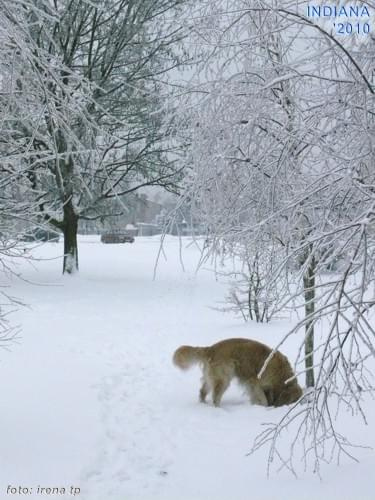 Miejskie spacerki z Indianą, styczeń 2010.