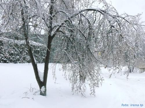 Miejskie spacerki z Indianą, styczeń 2010.