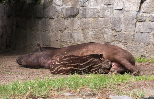 spać... jeść... #zwierzęta #zoo