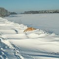 wyłaź mysza spod śniegu