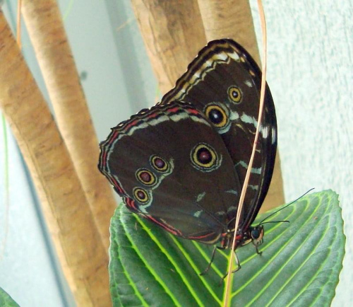 NATURA-CALIGO MEMNON-
pochodzi z Ameryki Południowej i Ameryki Środkowej.
Motyl dzienny z rodziny rusałkowatych.
Gąsienice Caligo memnon chętnie żerują na roślinach z rodziny bananowcowatych.
Motyl ten nazywany jest"sową" ze względu na charak...